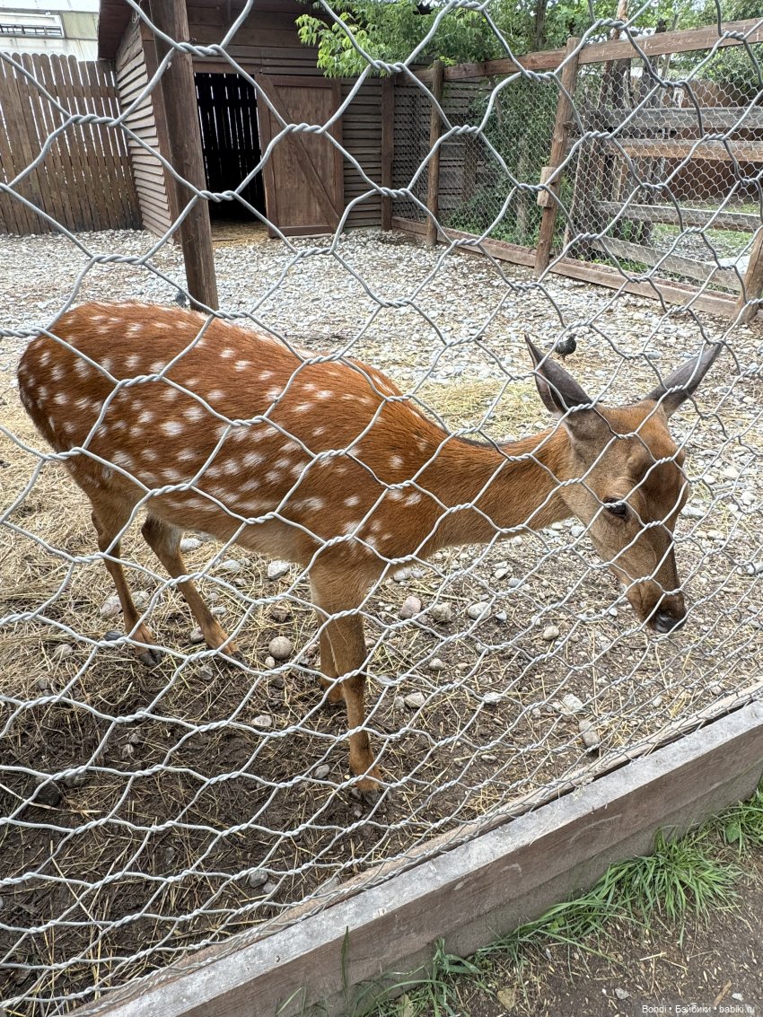 Ботанический сад, зоосад в Иркутске. 2 часть