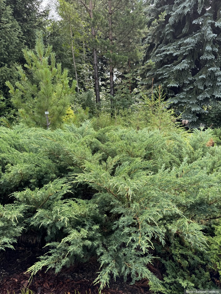 Ботанический сад, зоосад в Иркутске. 1 часть (фото 8)