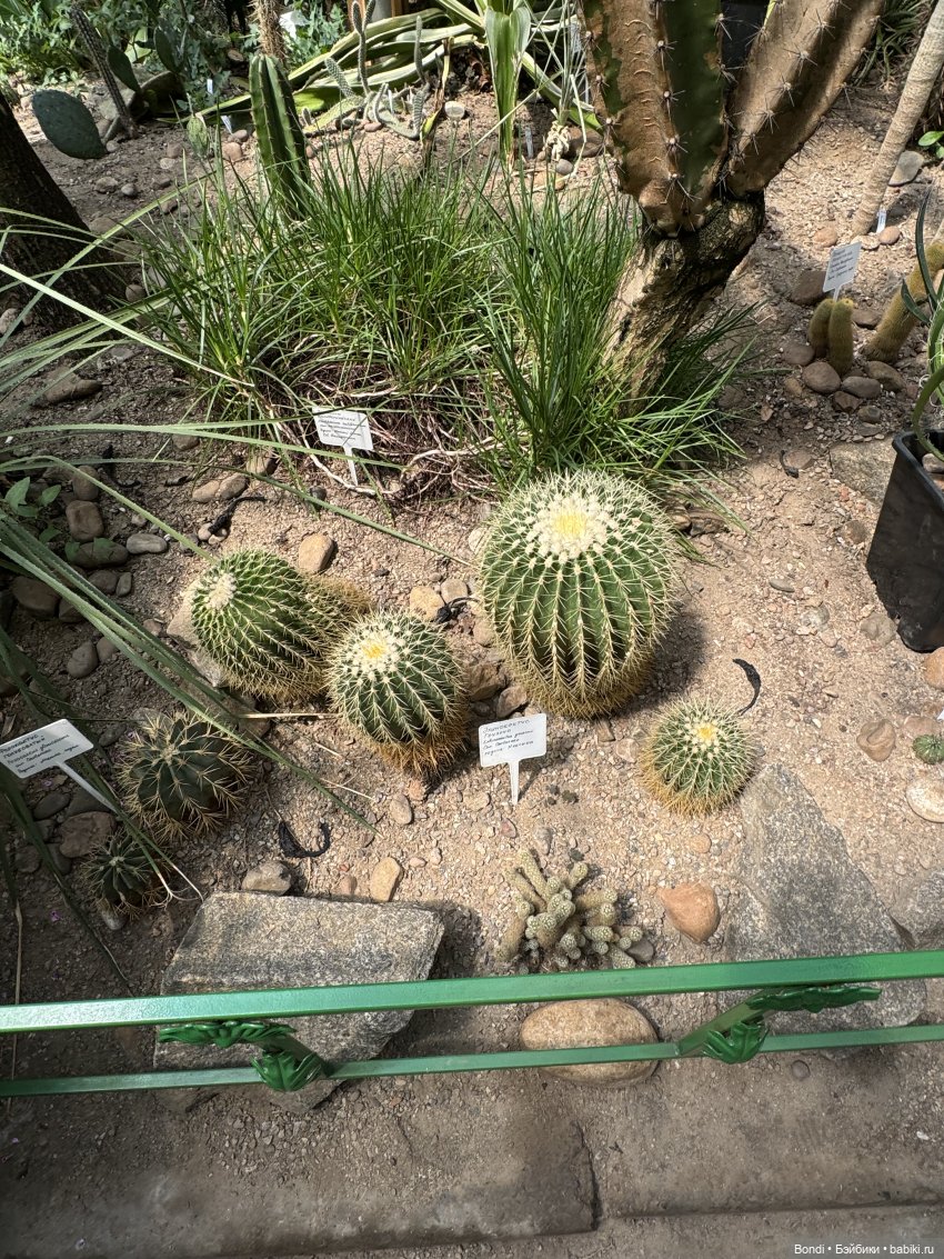 Ботанический сад, зоосад в Иркутске. 2 часть (фото 5)