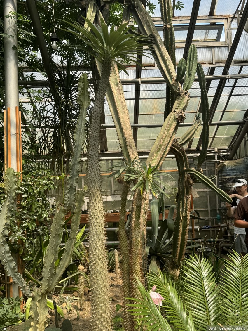 Ботанический сад, зоосад в Иркутске. 2 часть (фото 6)