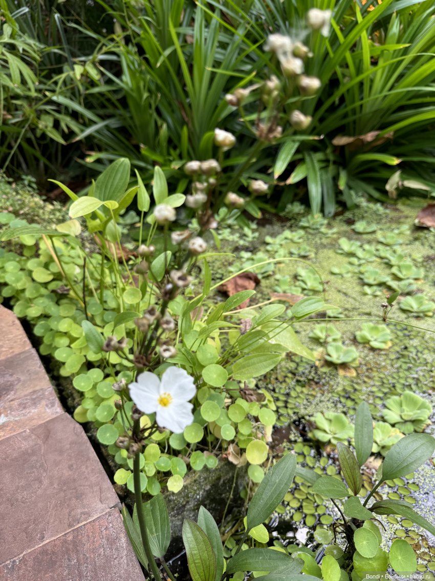 Ботанический сад, зоосад в Иркутске. 1 часть (фото 4)