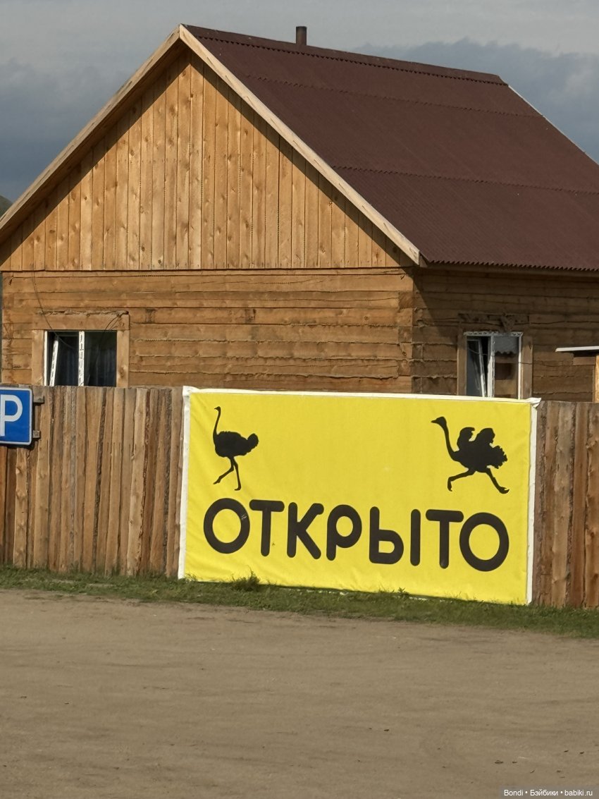 Осторожно - страусы — Туризм и путешествия: фотоотчеты из поездок