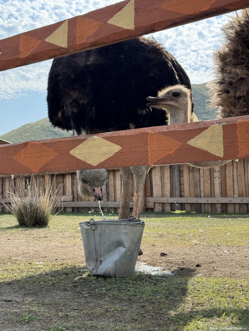 Осторожно - страусы — Туризм и путешествия: фотоотчеты из поездок