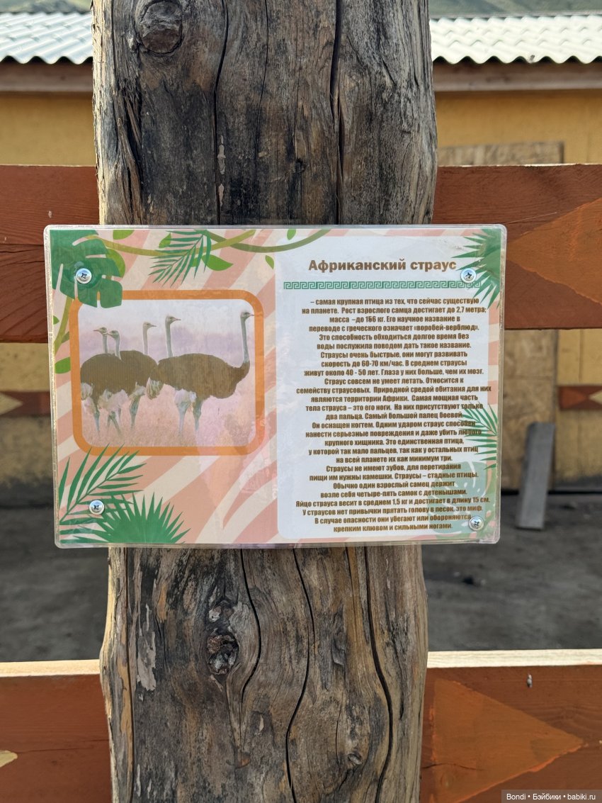 Осторожно - страусы — Туризм и путешествия: фотоотчеты из поездок (фото 8)