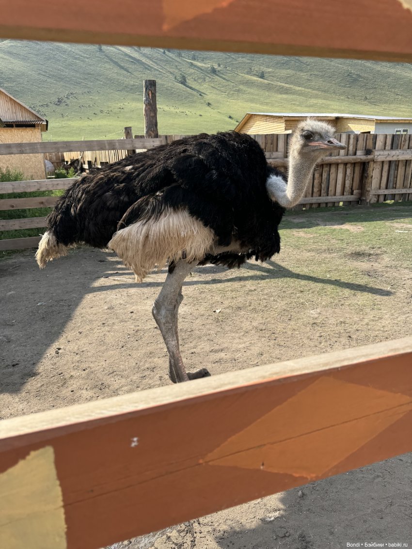 Осторожно - страусы — Туризм и путешествия: фотоотчеты из поездок (фото 9)