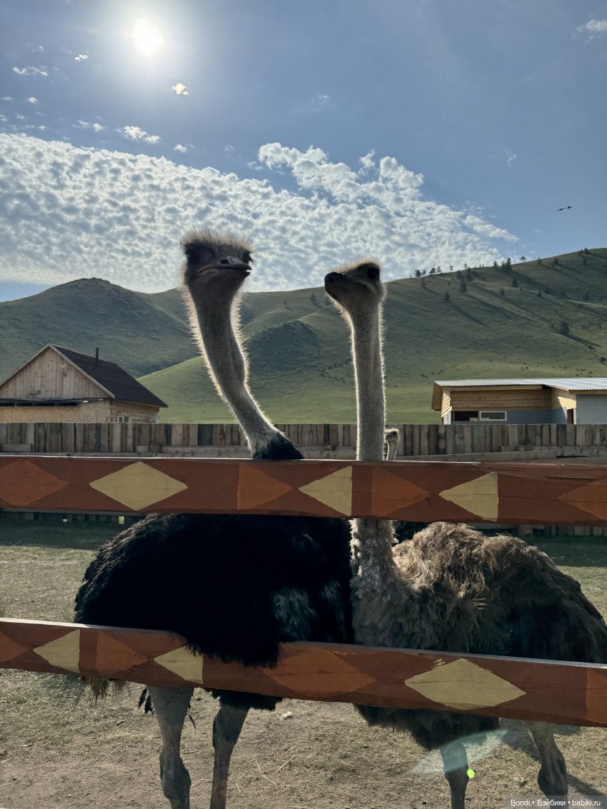 Осторожно - страусы — Туризм и путешествия: фотоотчеты из поездок