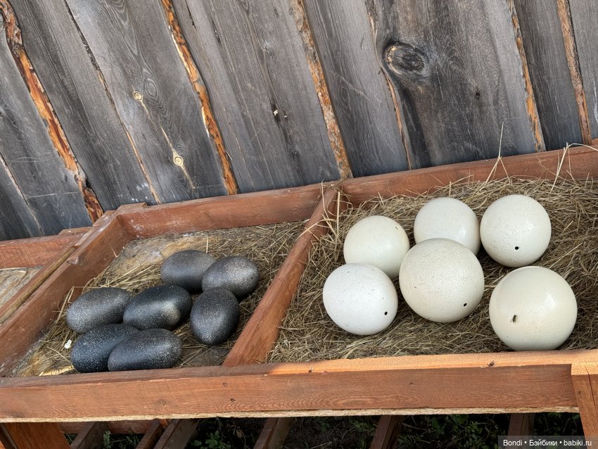 Осторожно - страусы — Туризм и путешествия: фотоотчеты из поездок