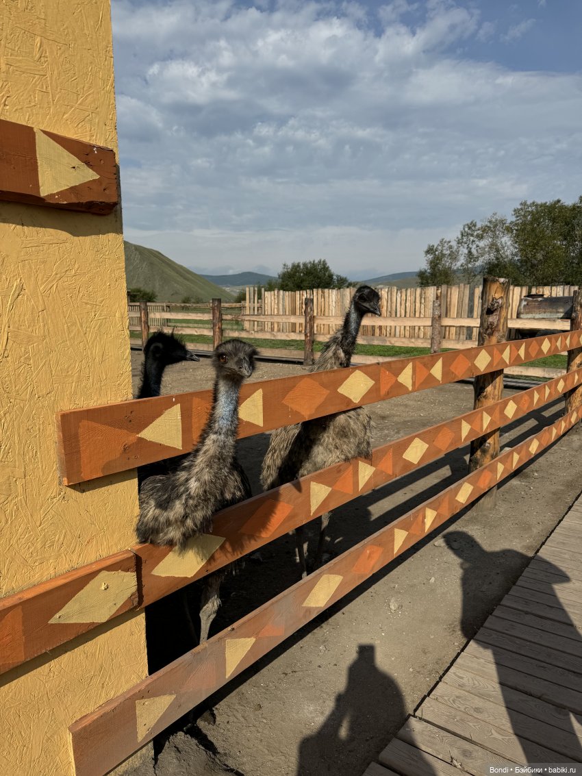Осторожно - страусы — Туризм и путешествия: фотоотчеты из поездок (фото 3)