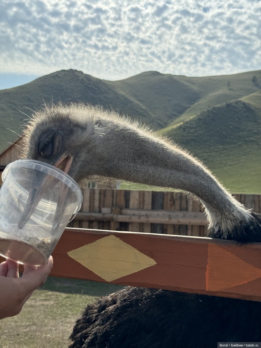 Осторожно - страусы — Туризм и путешествия: фотоотчеты из поездок