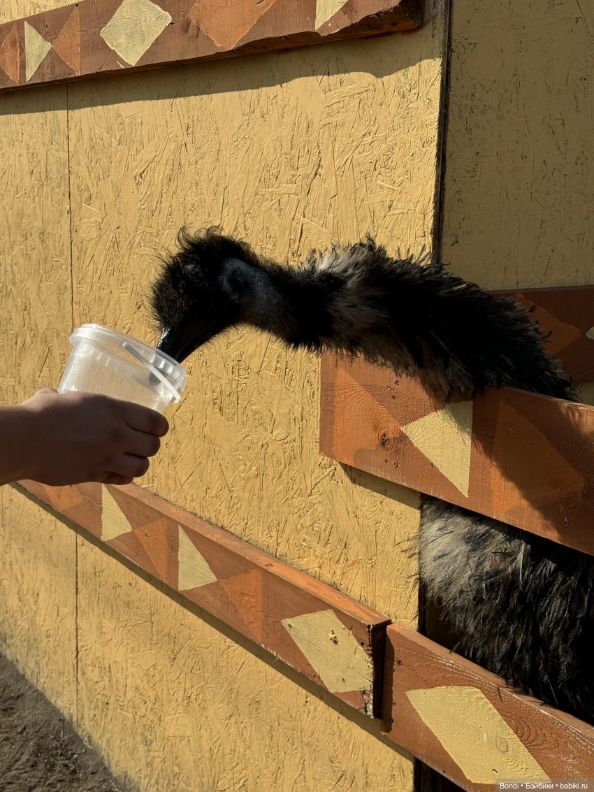 Осторожно - страусы — Туризм и путешествия: фотоотчеты из поездок (фото 5)