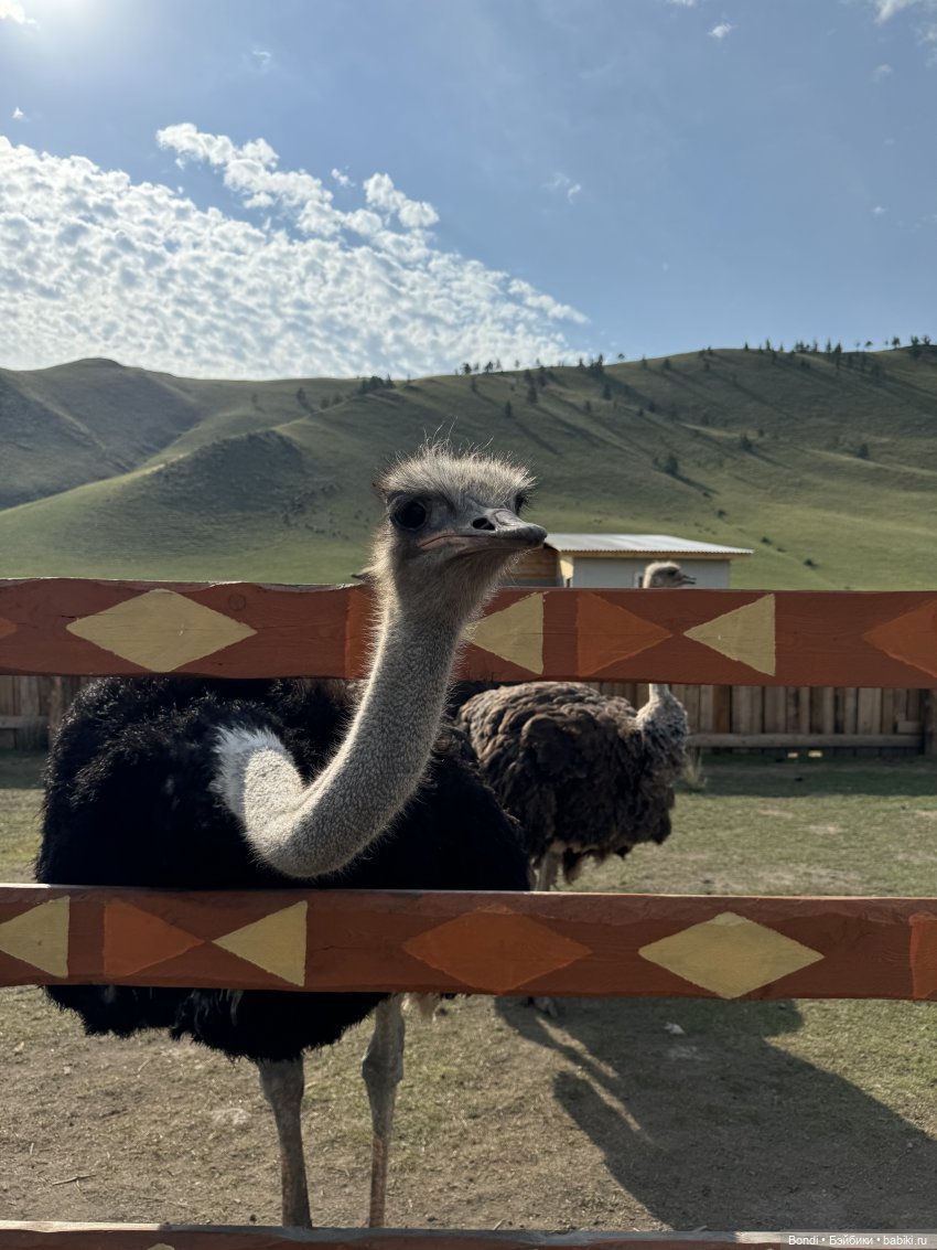 Осторожно - страусы — Туризм и путешествия: фотоотчеты из поездок