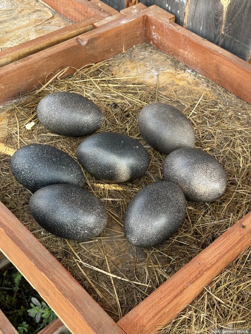 Осторожно - страусы — Туризм и путешествия: фотоотчеты из поездок (фото 7)