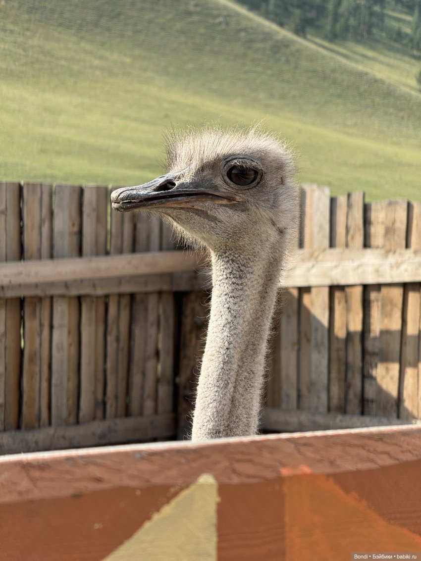 Осторожно - страусы — Туризм и путешествия: фотоотчеты из поездок