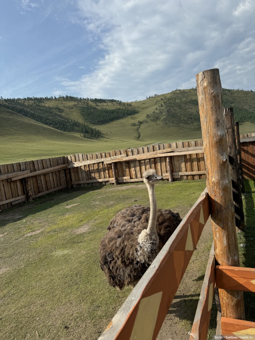 Осторожно - страусы — Туризм и путешествия: фотоотчеты из поездок (фото 10)