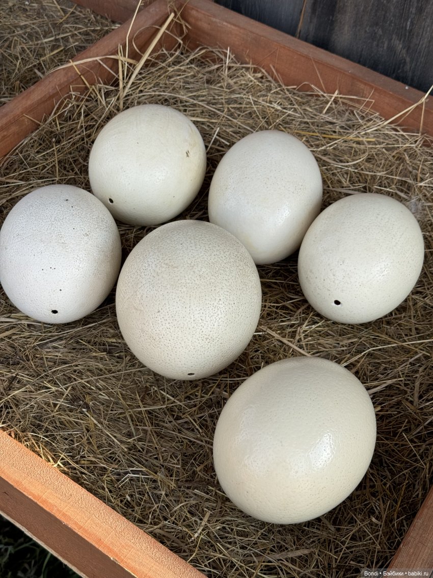 Осторожно - страусы — Туризм и путешествия: фотоотчеты из поездок