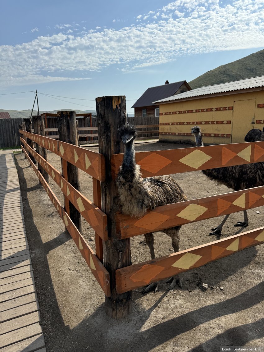 Осторожно - страусы — Туризм и путешествия: фотоотчеты из поездок (фото 6)
