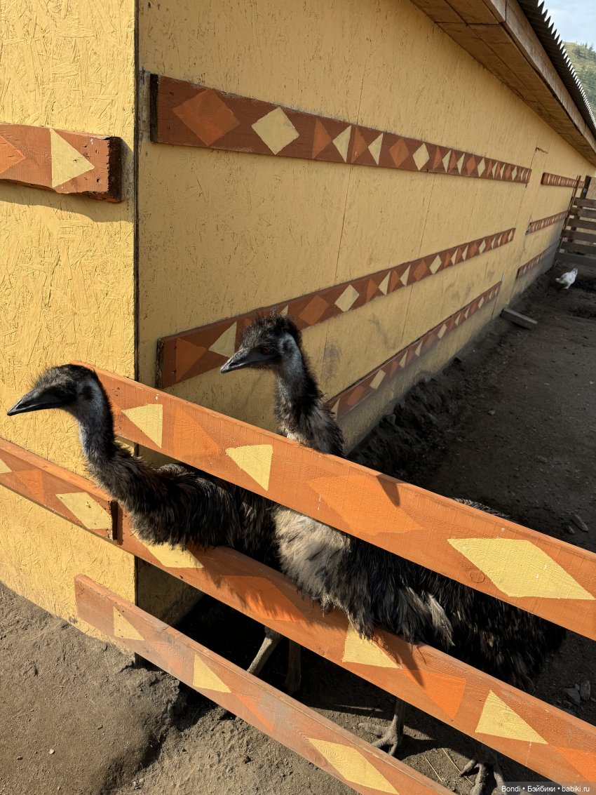 Осторожно - страусы — Туризм и путешествия: фотоотчеты из поездок (фото 4)