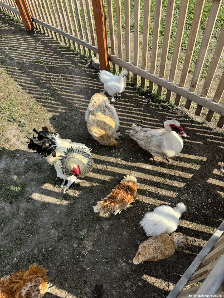 Осторожно - страусы — Туризм и путешествия: фотоотчеты из поездок