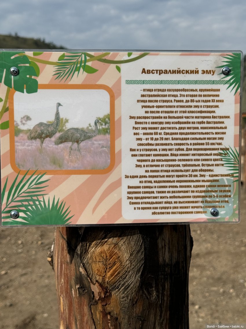 Осторожно - страусы — Туризм и путешествия: фотоотчеты из поездок (фото 2)