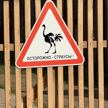 Осторожно - страусы!