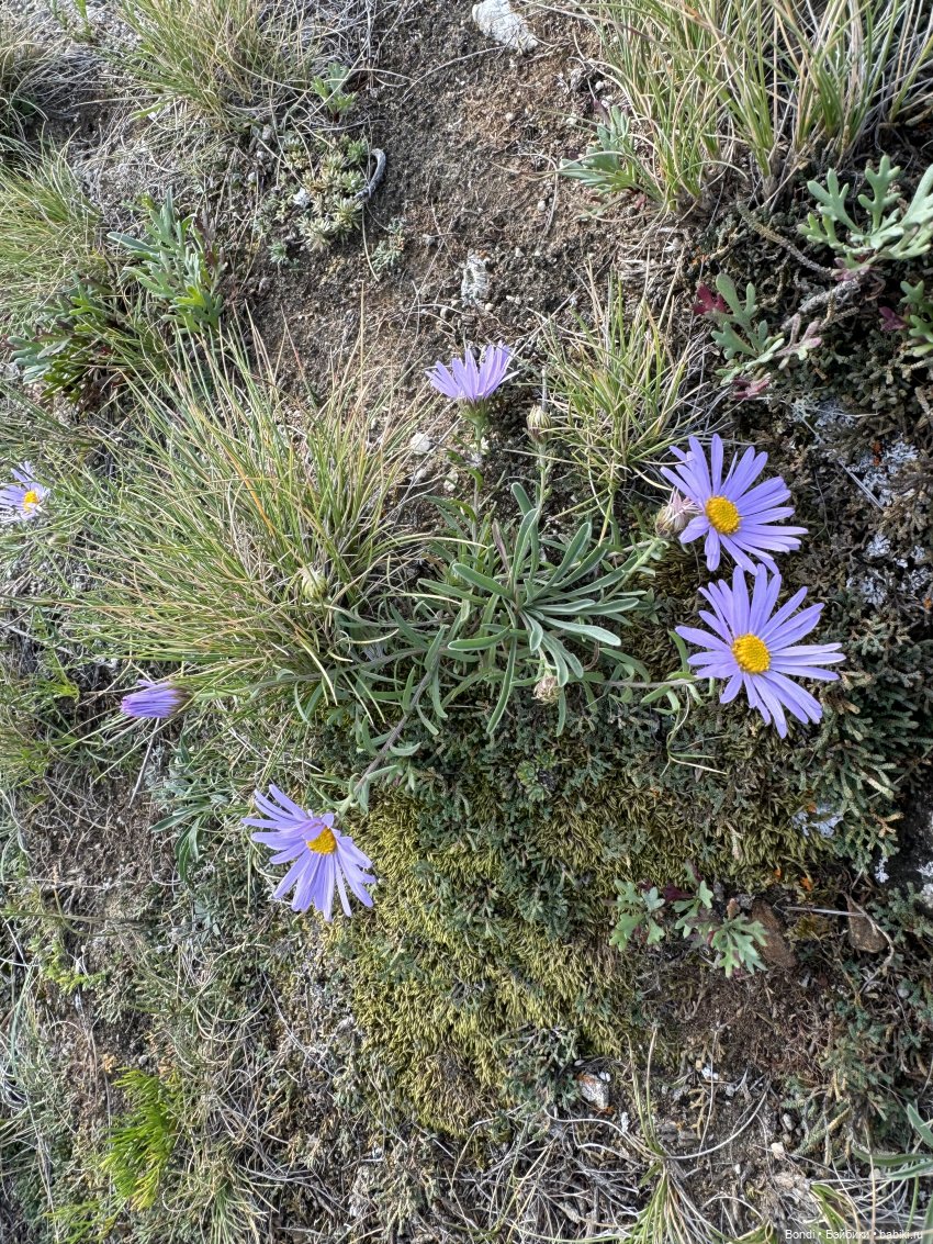 Байкал. Фото-природы — Туризм и путешествия: фотоотчеты из поездок (фото 6)