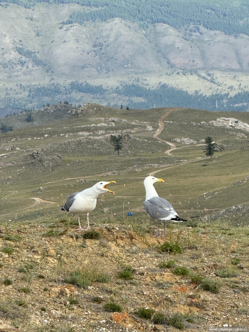Байкал. Фото-природы — Туризм и путешествия: фотоотчеты из поездок (фото 7)