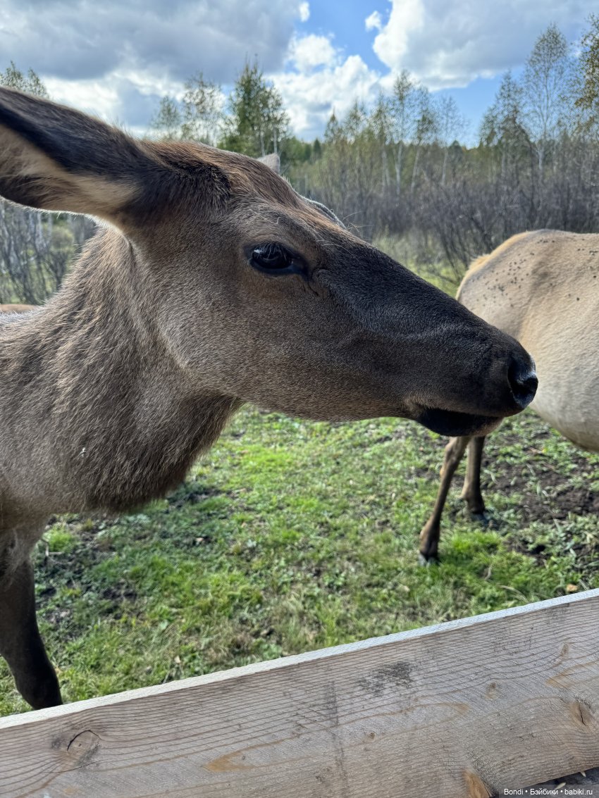 Ферма Маралов — В мире животных: смешные фото питомцев и зверей