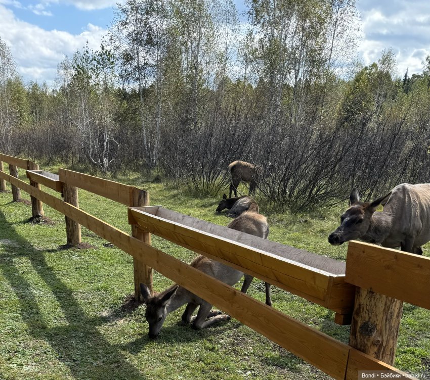 Ферма Маралов — В мире животных: смешные фото питомцев и зверей