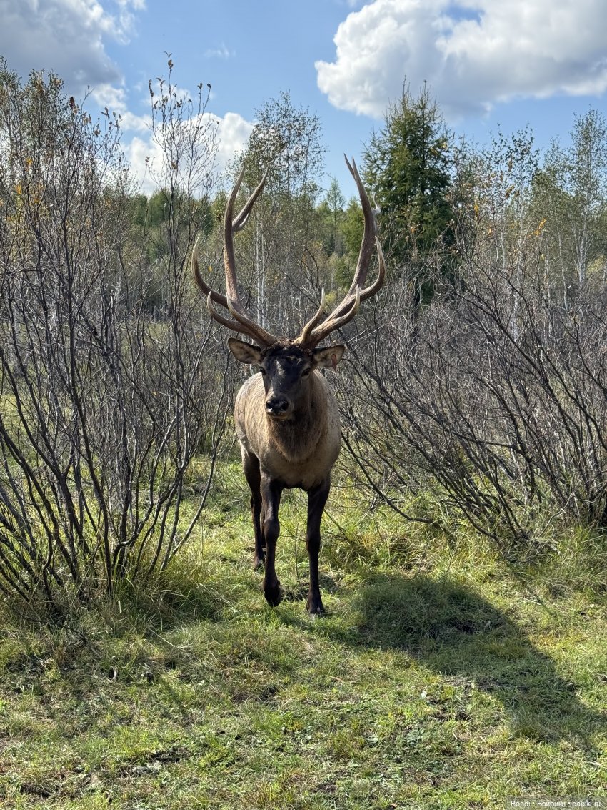 Ферма Маралов — В мире животных: смешные фото питомцев и зверей (фото 6)