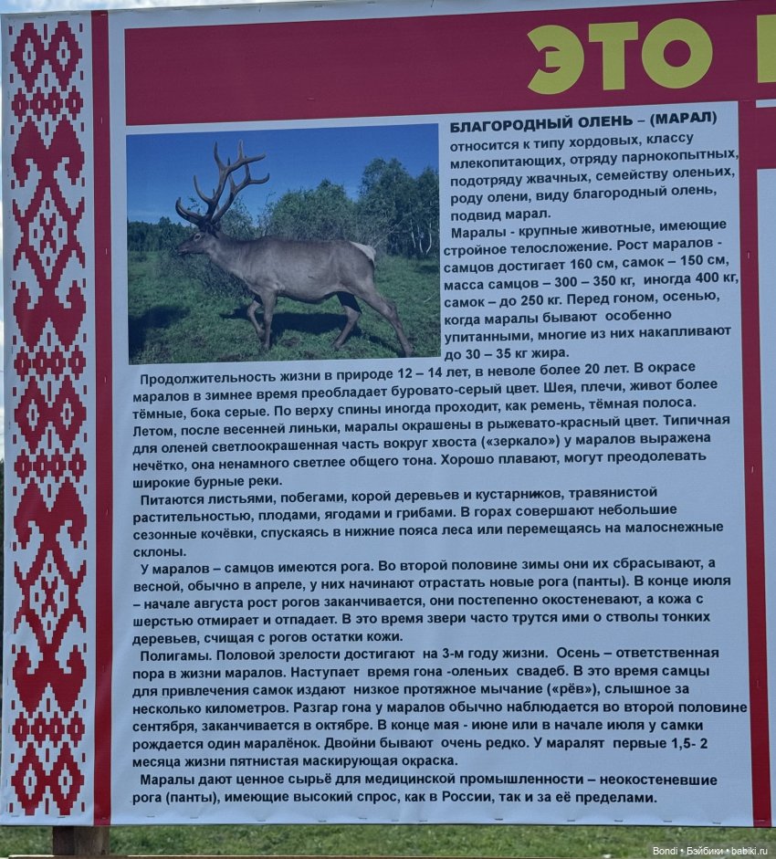 Ферма Маралов — В мире животных: смешные фото питомцев и зверей