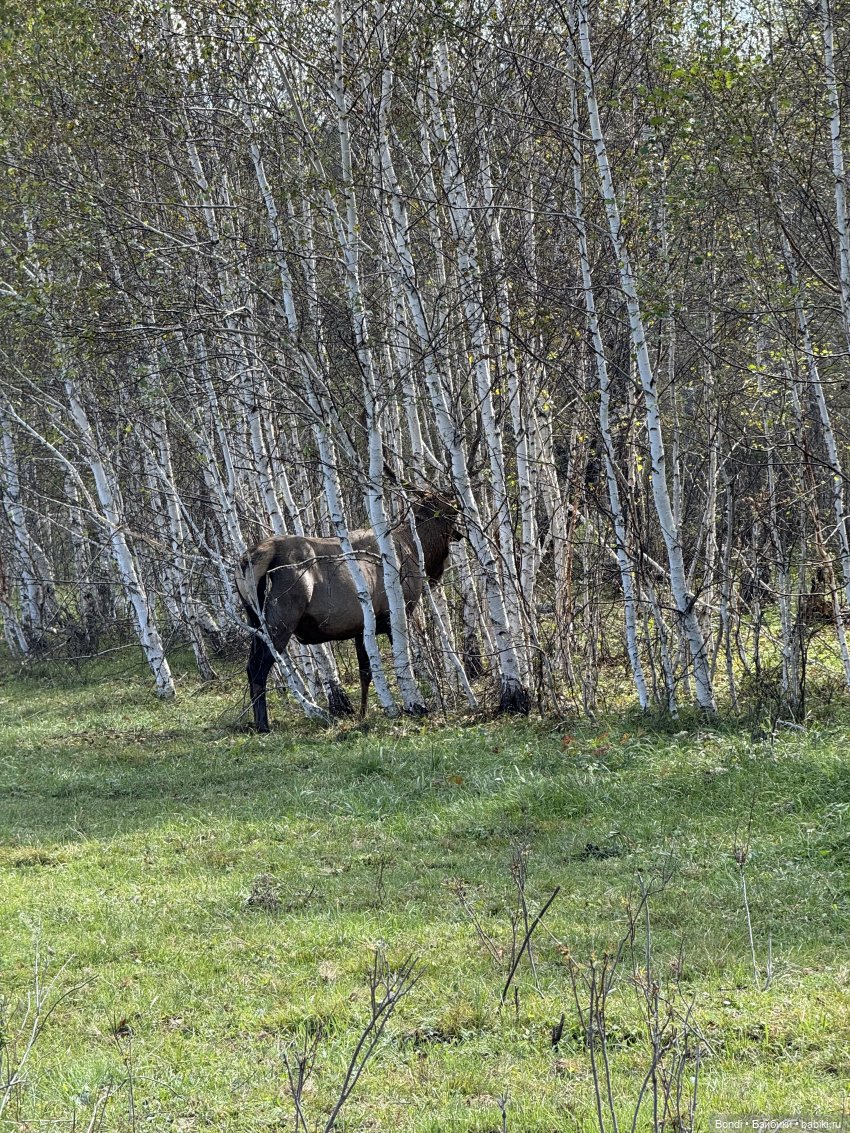 Ферма Маралов — В мире животных: смешные фото питомцев и зверей (фото 4)