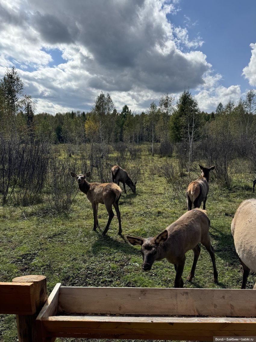 Ферма Маралов — В мире животных: смешные фото питомцев и зверей