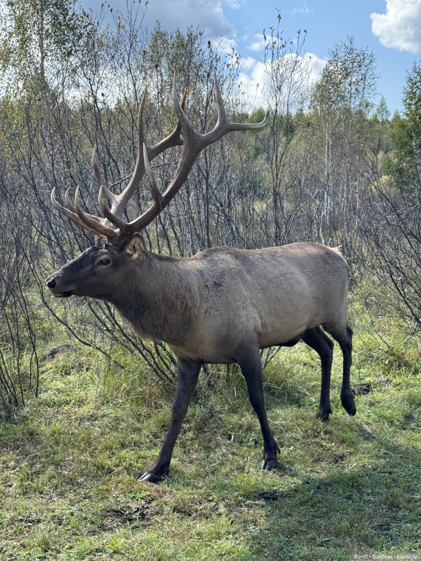 Ферма Маралов — В мире животных: смешные фото питомцев и зверей (фото 7)