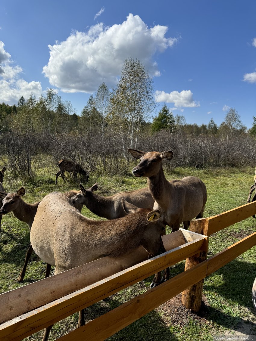 Ферма Маралов — В мире животных: смешные фото питомцев и зверей (фото 8)