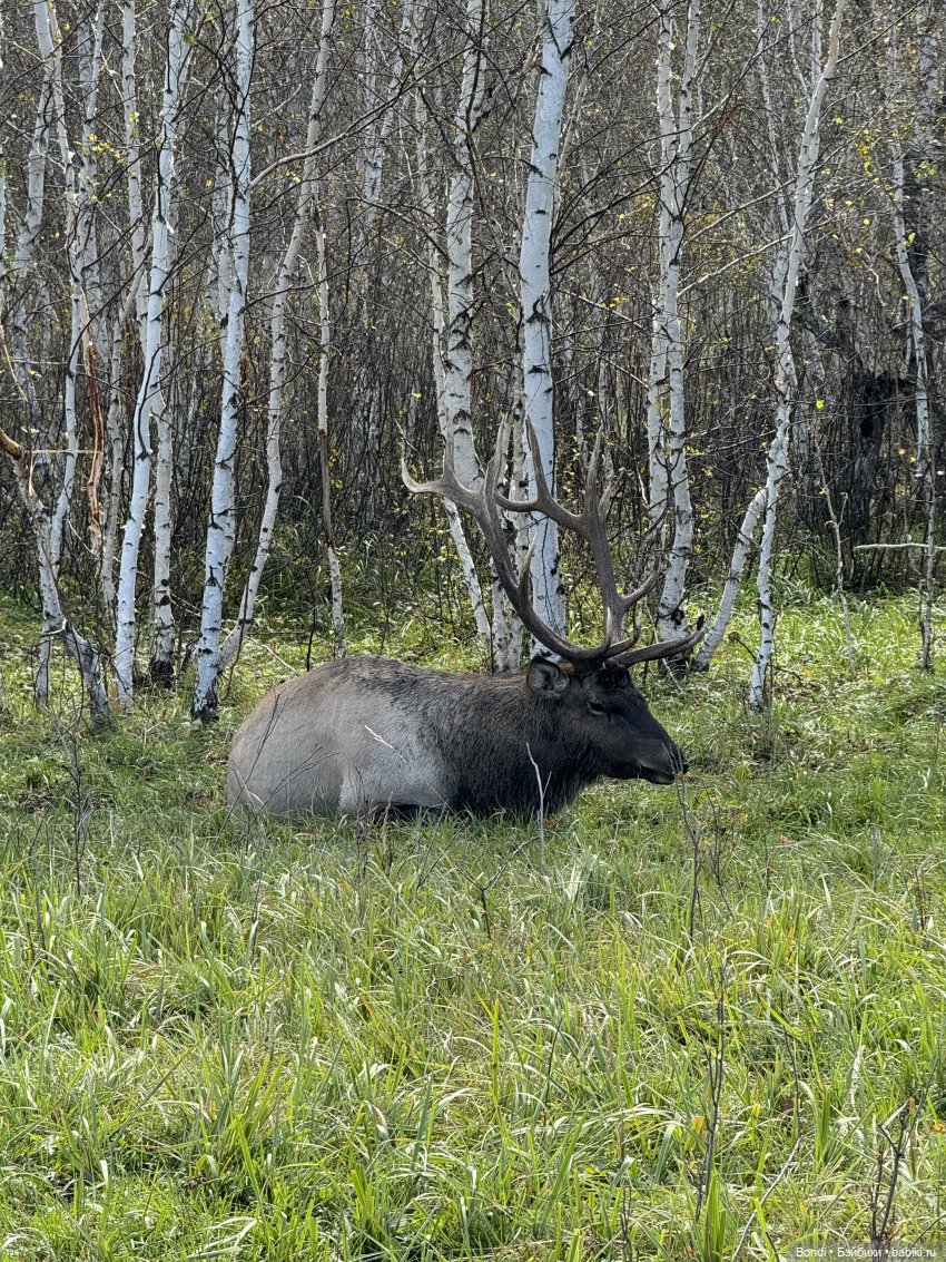 Ферма Маралов — В мире животных: смешные фото питомцев и зверей (фото 3)