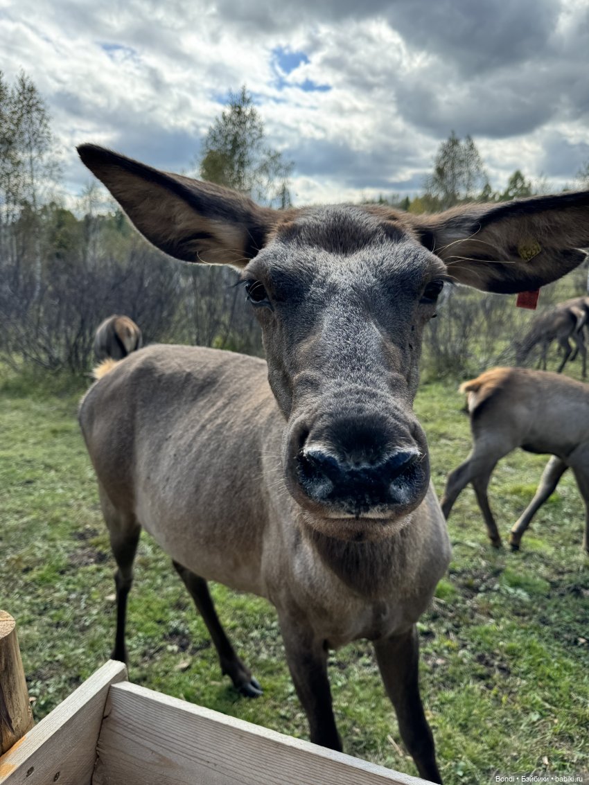 Ферма Маралов — В мире животных: смешные фото питомцев и зверей