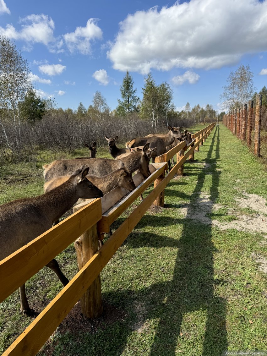 Ферма Маралов — В мире животных: смешные фото питомцев и зверей (фото 9)