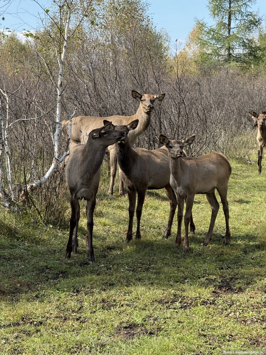 Ферма Маралов — В мире животных: смешные фото питомцев и зверей (фото 5)
