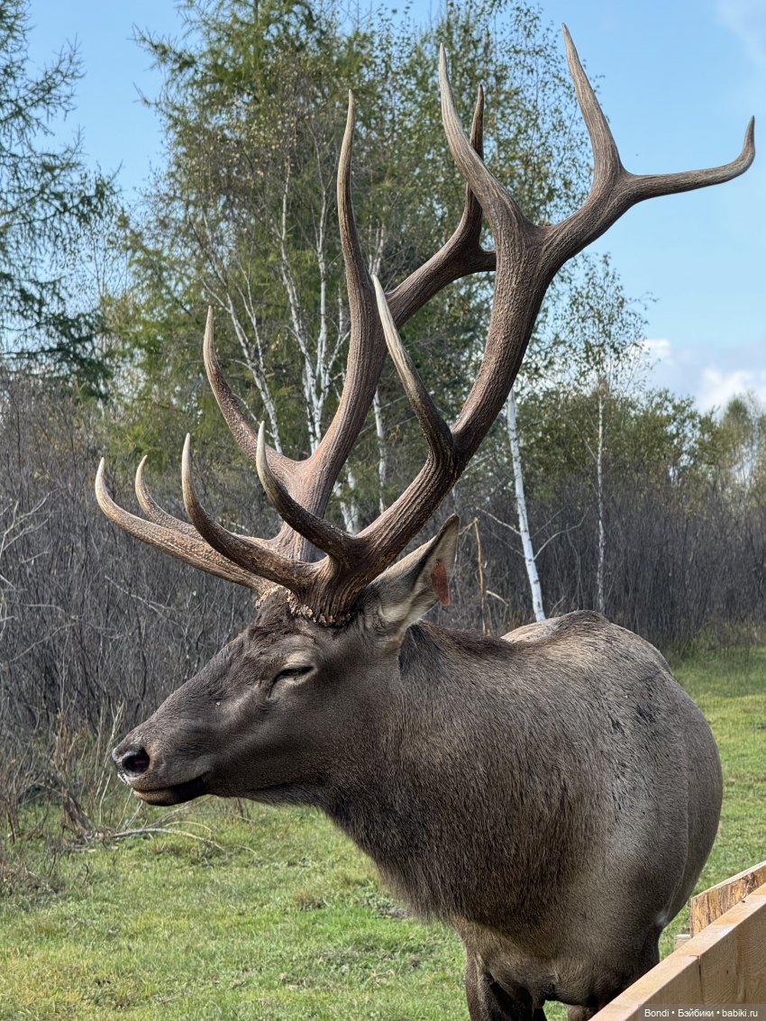 Ферма Маралов — В мире животных: смешные фото питомцев и зверей (фото 10)