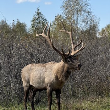 Ферма Маралов.