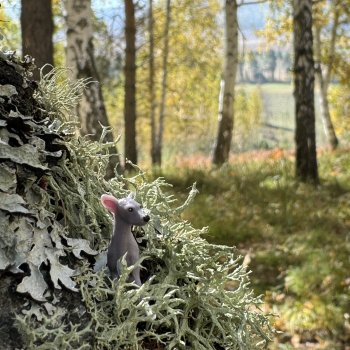 Фото в осеннем лесу.