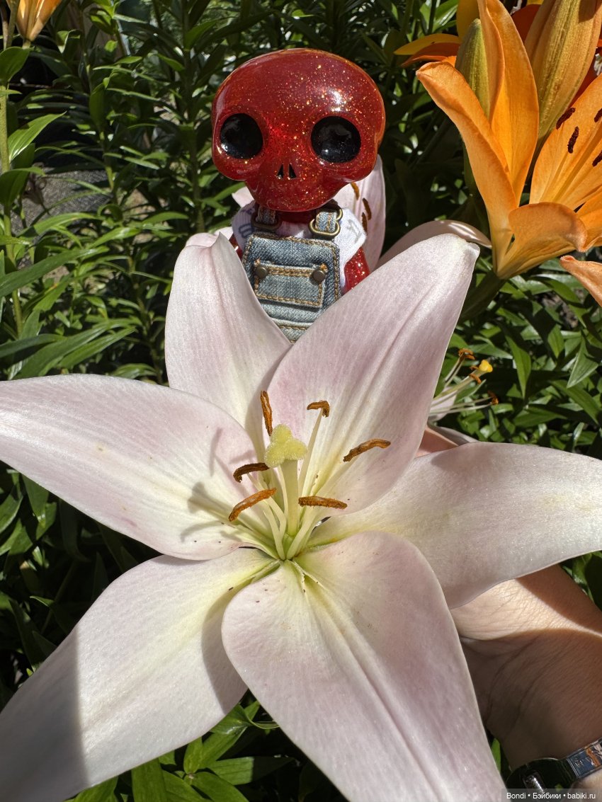 Маленький сад Лилий у моей мамули🤗🌷 (фото 5)