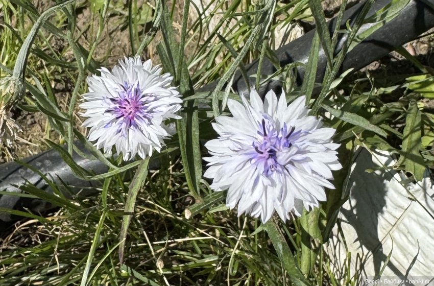 Маленький сад Лилий у моей мамули🤗🌷