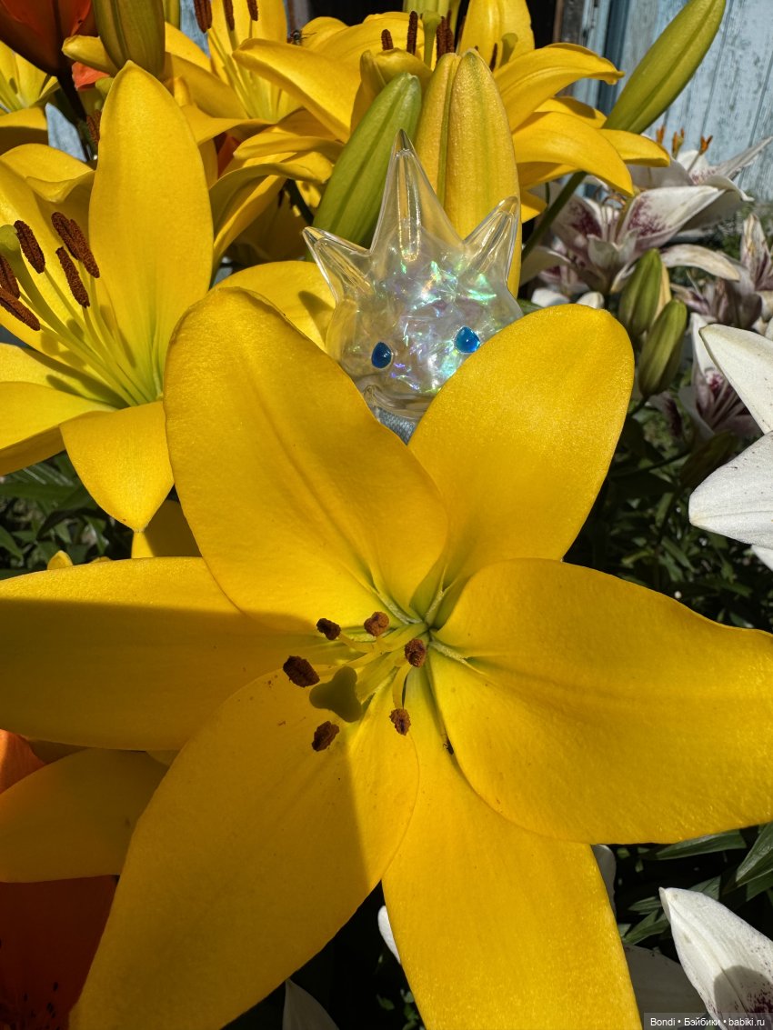 Маленький сад Лилий у моей мамули🤗🌷 (фото 7)