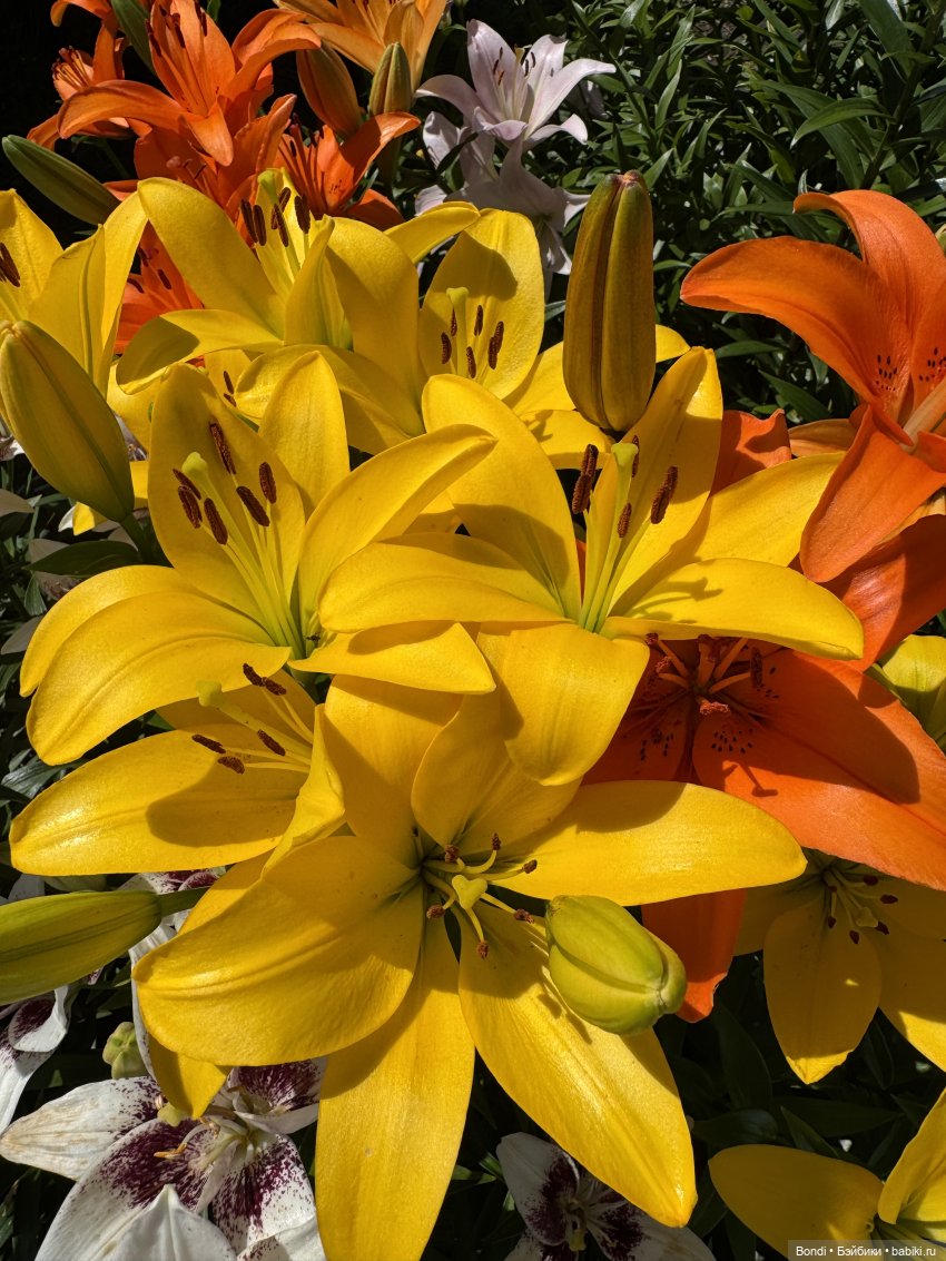 Маленький сад Лилий у моей мамули🤗🌷 (фото 6)