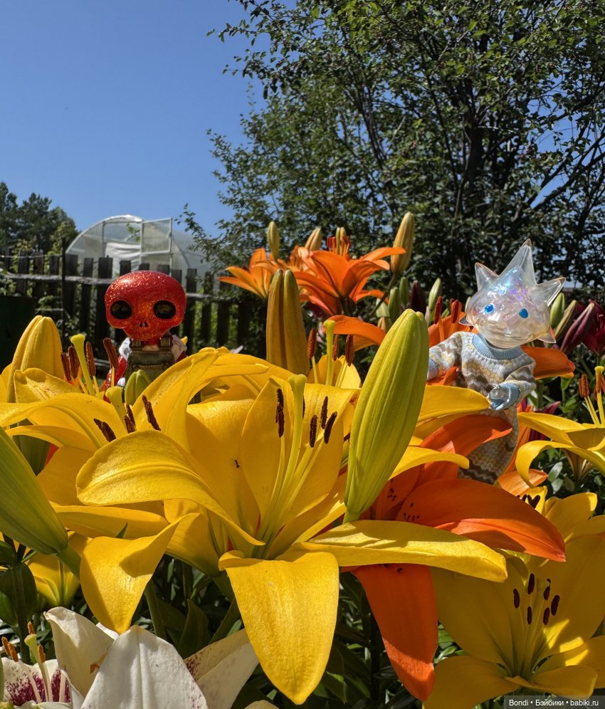 Маленький сад Лилий у моей мамули🤗🌷 (фото 10)