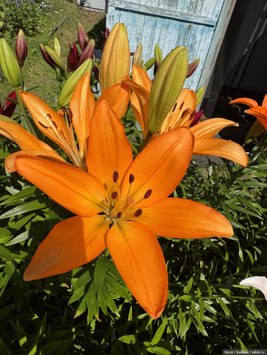 Маленький сад Лилий у моей мамули🤗🌷 (фото 3)