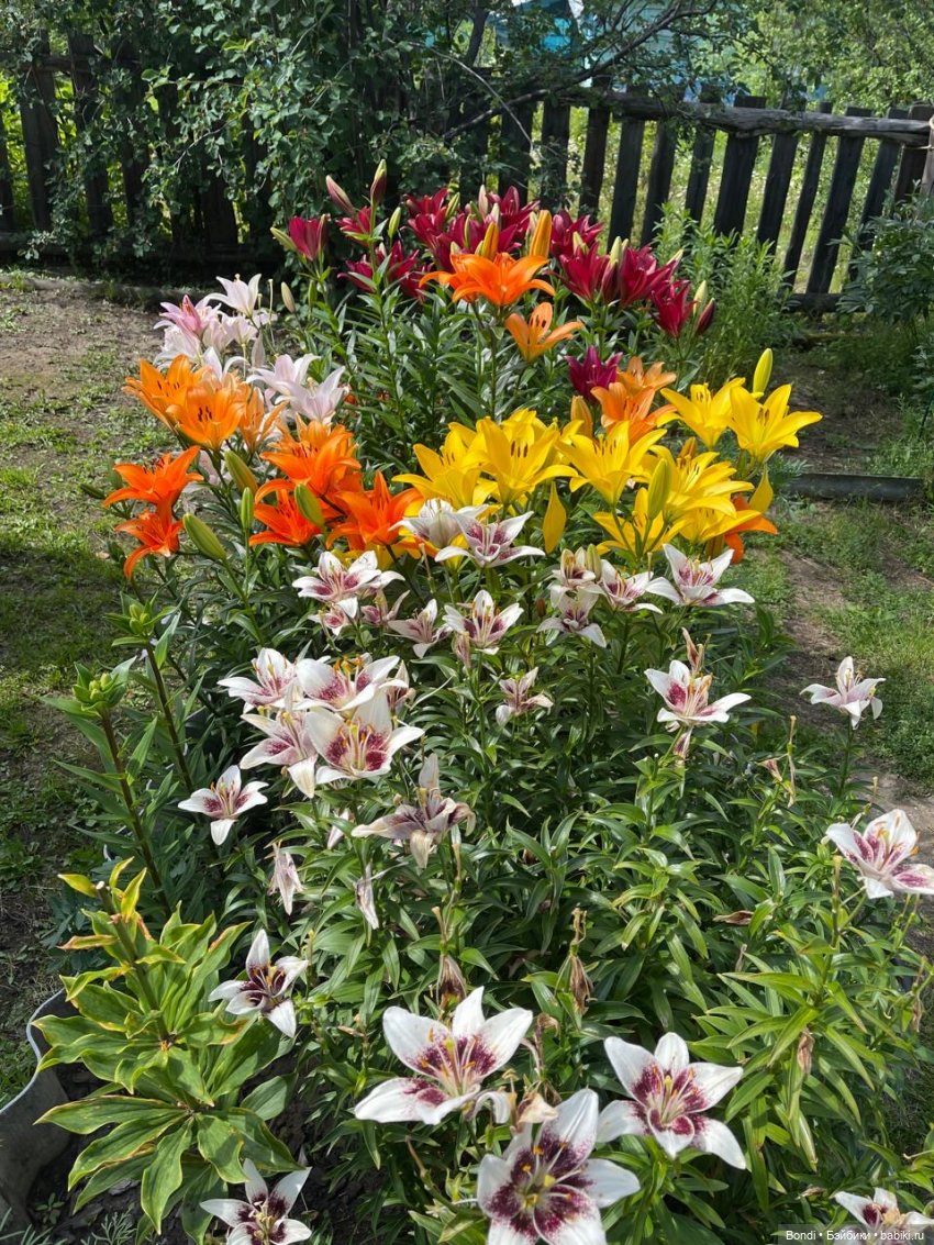 Маленький сад Лилий у моей мамули🤗🌷 (фото 9)