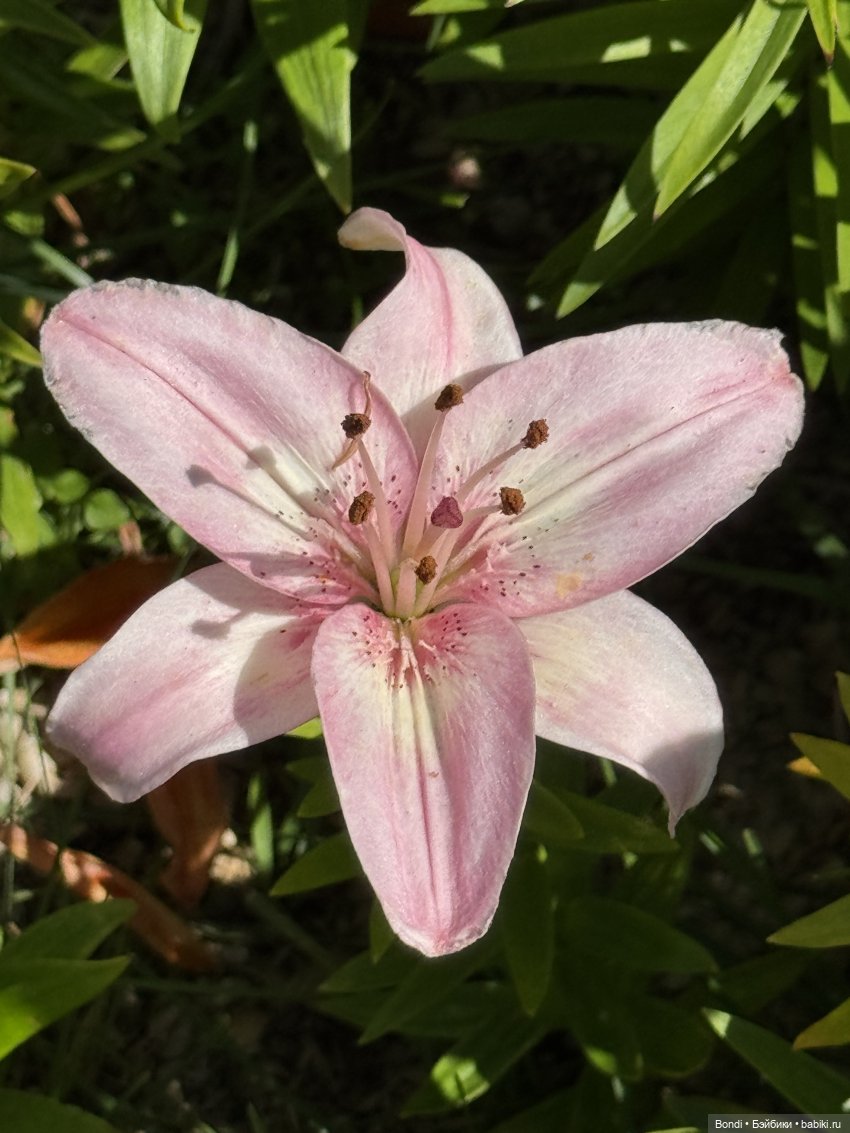 Маленький сад Лилий у моей мамули🤗🌷 (фото 8)