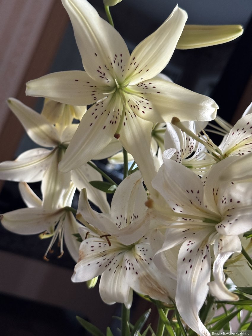 Маленький сад Лилий у моей мамули🤗🌷